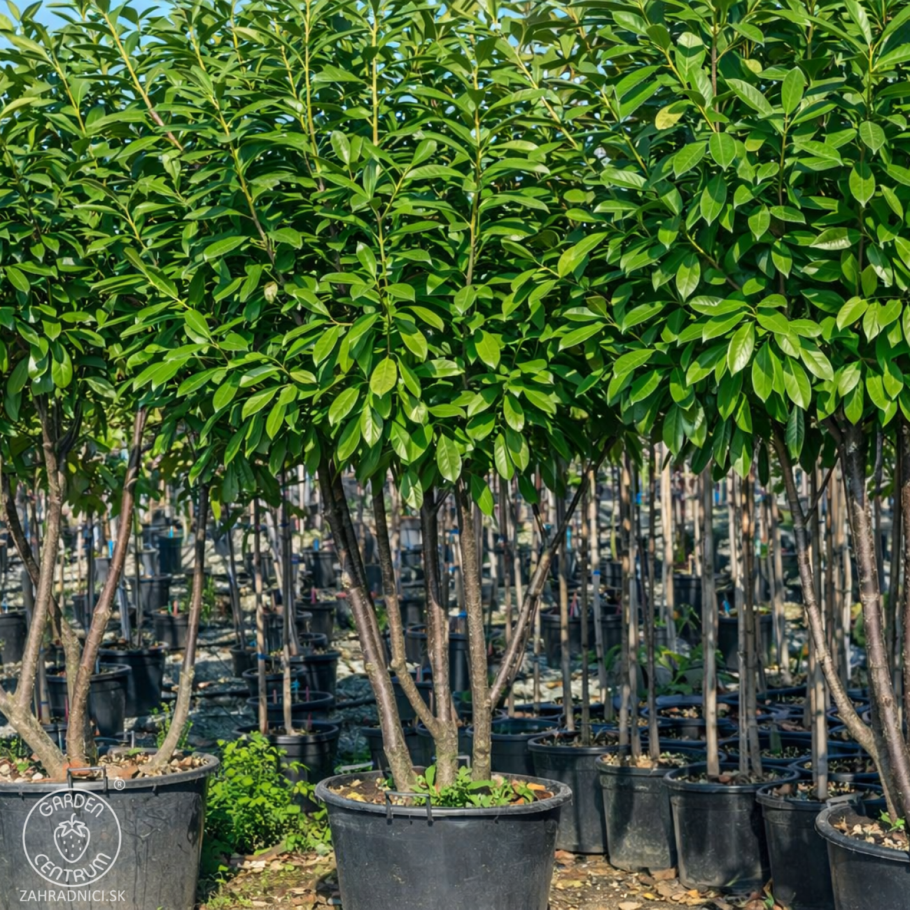 Obrázok Vavrínovec lekársky (Prunus Laurocerasus) ´NOVITA´ - výška 190-220 cm, kont. C90L (-22°C) VIACKMENNÝ